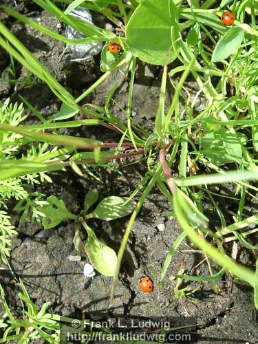 Ladybirds